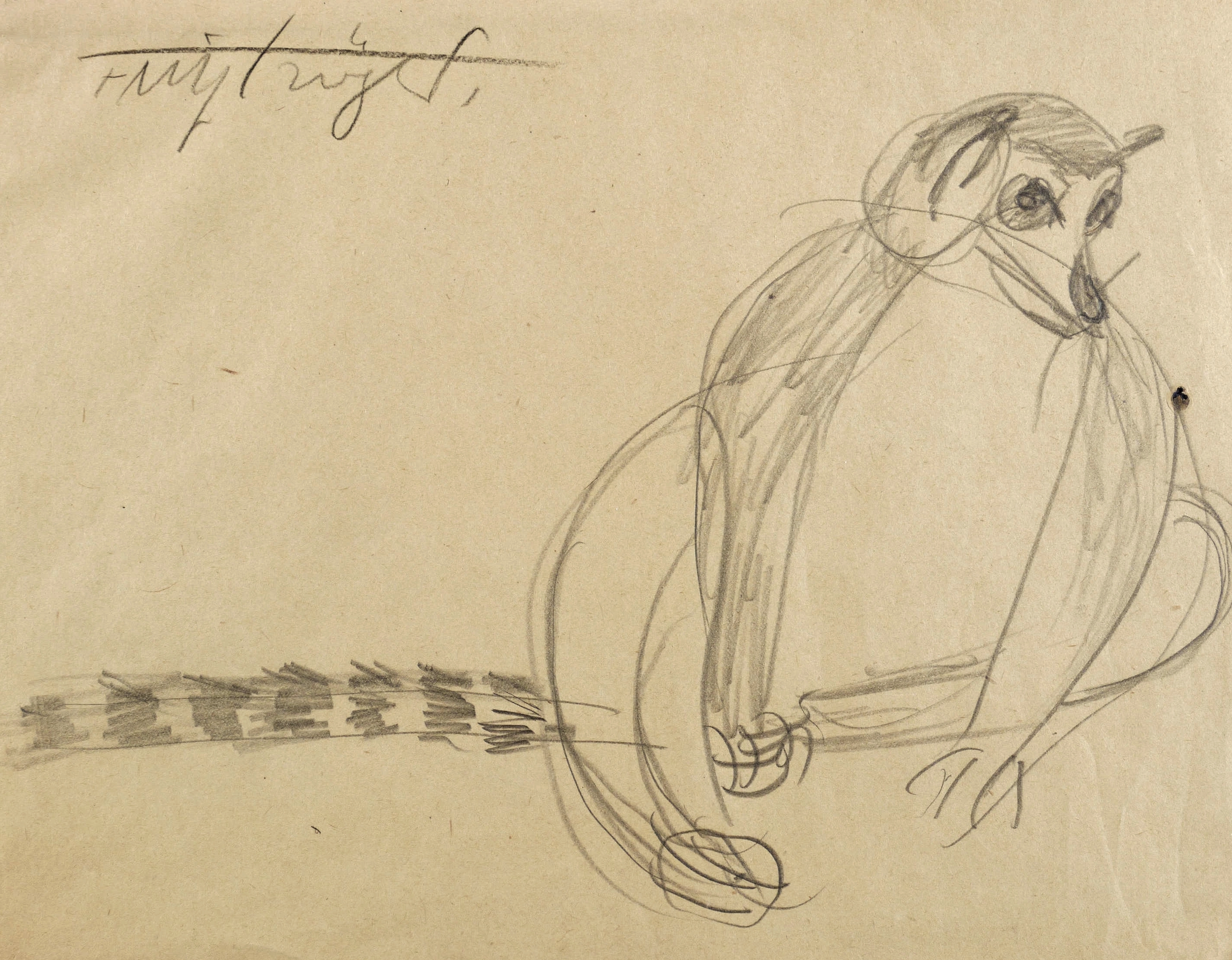 Fritz Tröger, Katta (Lemur), 1925