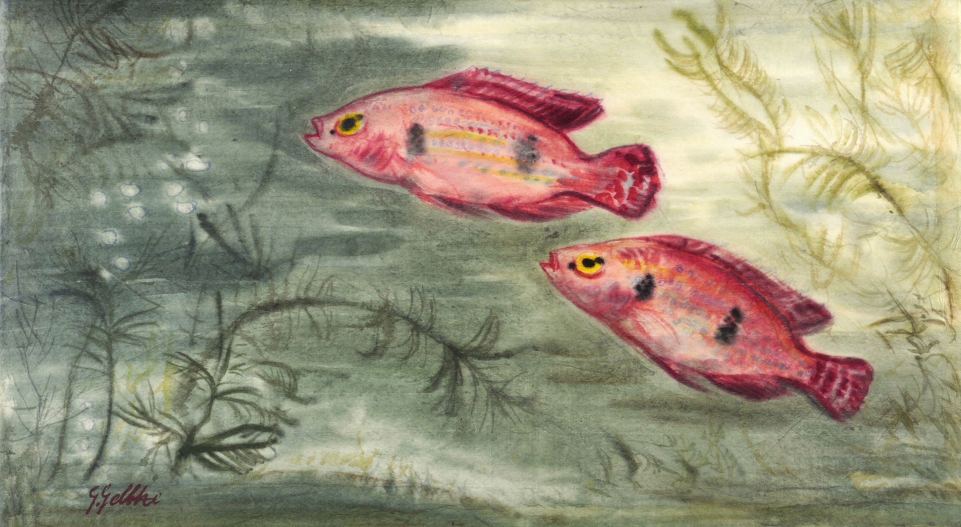 Georg Gelbke – „Zwei rote Maulbrüter“