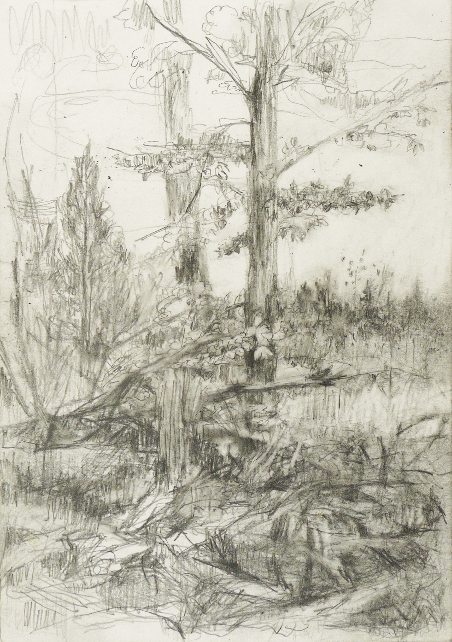 Lutz Bleidorn, Holzeinschlag am Diebsteig, 2012/2015