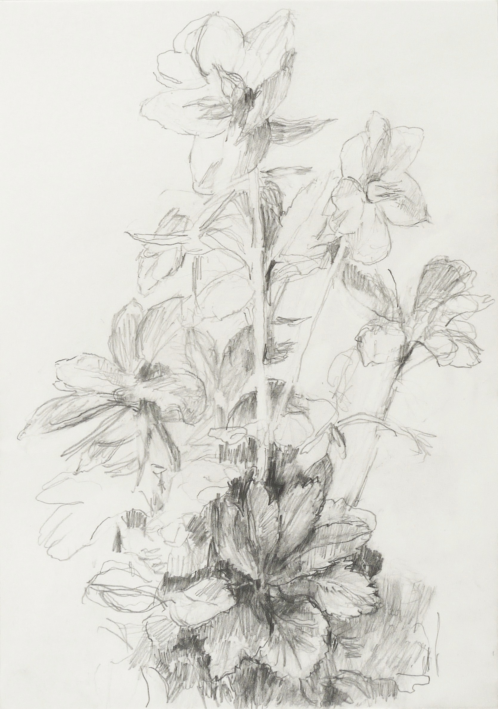 Lutz Bleidorn, Christrose (Dezember 2017), 2017