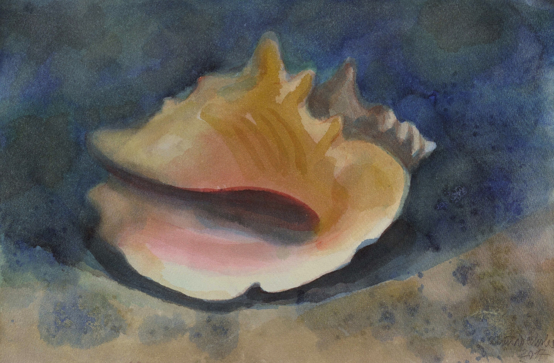 Große Meeresschnecke