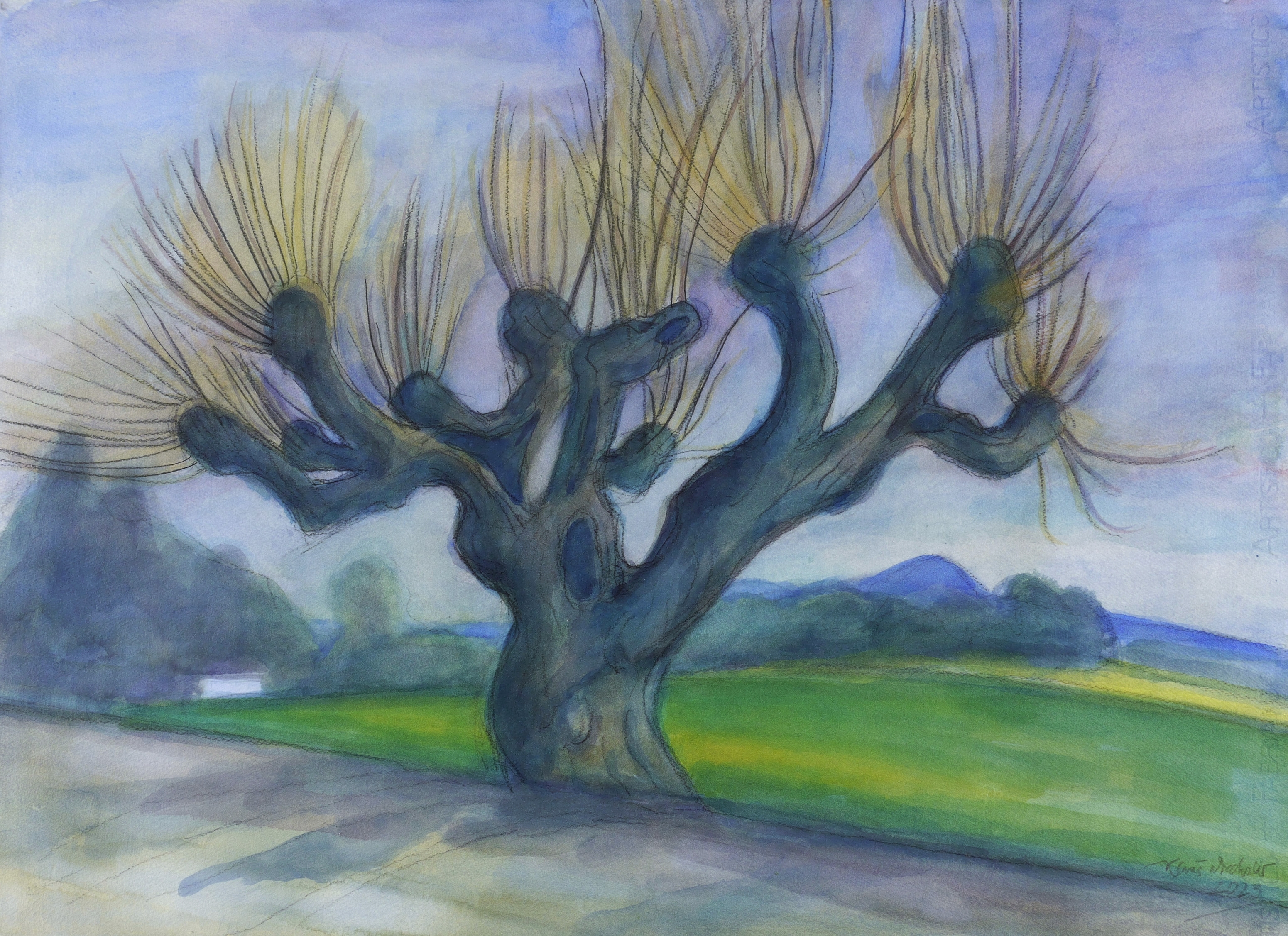 Herrnhuter Krüppellinde Herrnhuter Krüppellinde