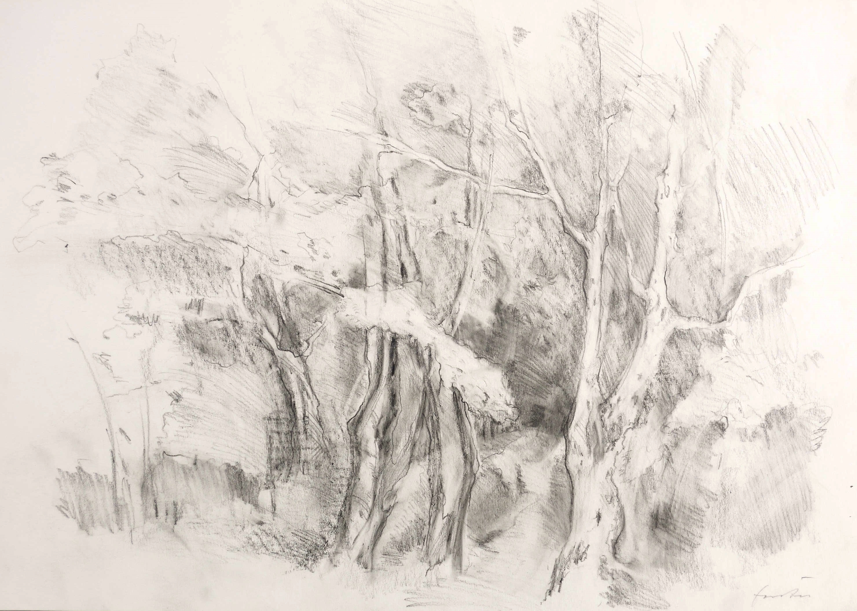 Ohne Titel (Waldweg)