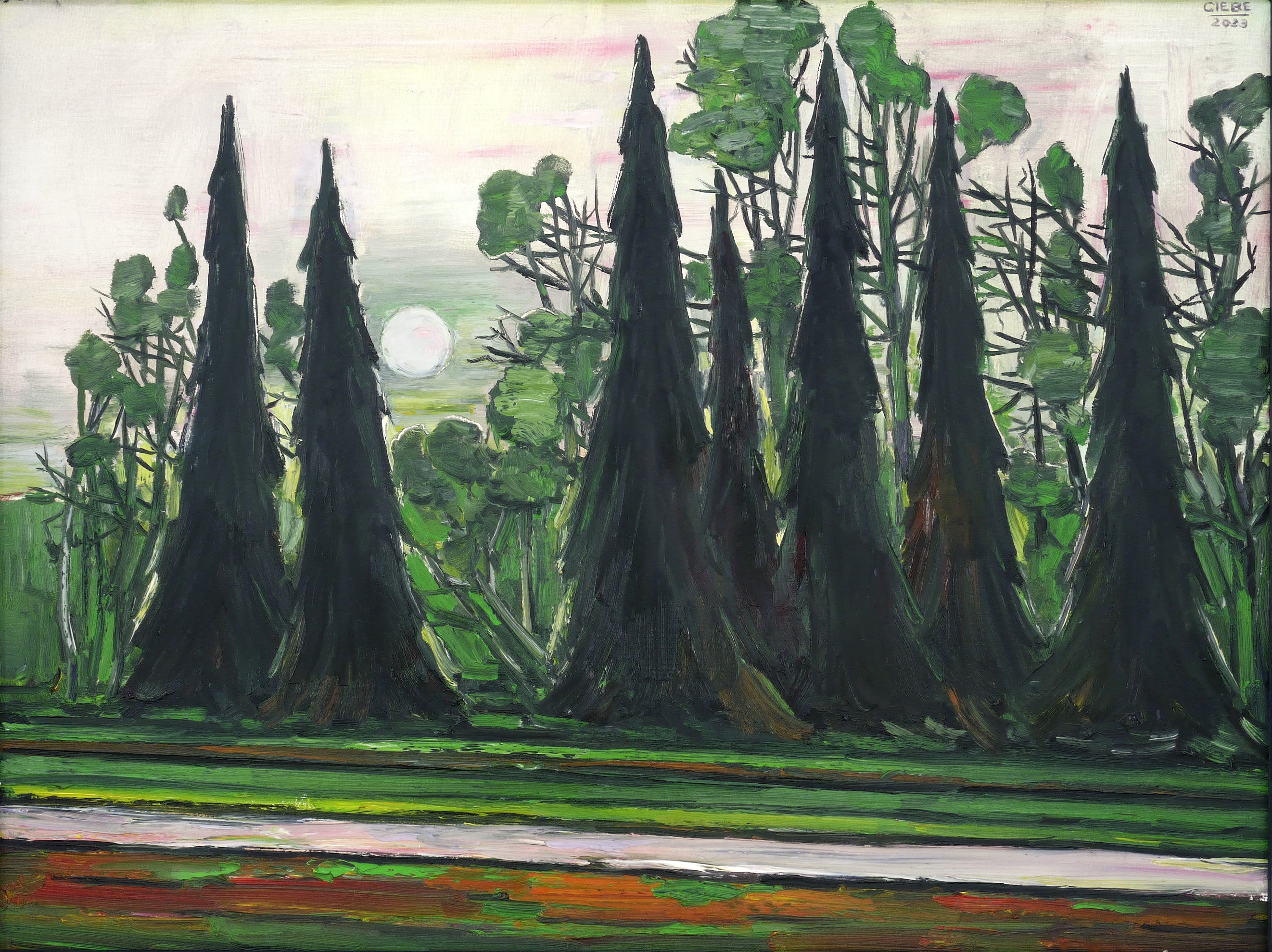 Tannen am Abend im Großen Garten