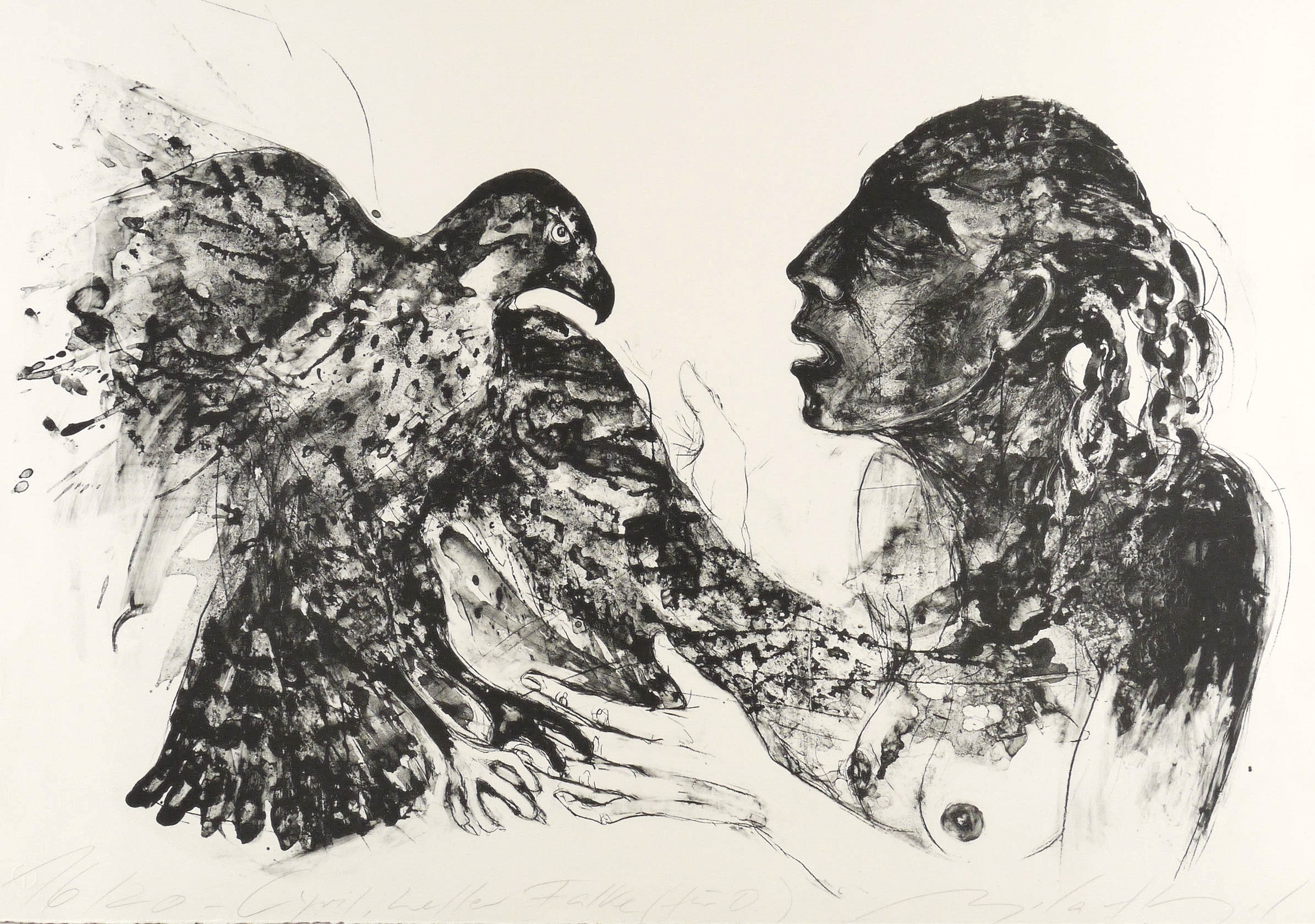 Cyril, heller Falke (für D.)